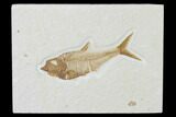 Fossil Fish (Diplomystus) - Green River Formation #137976-1